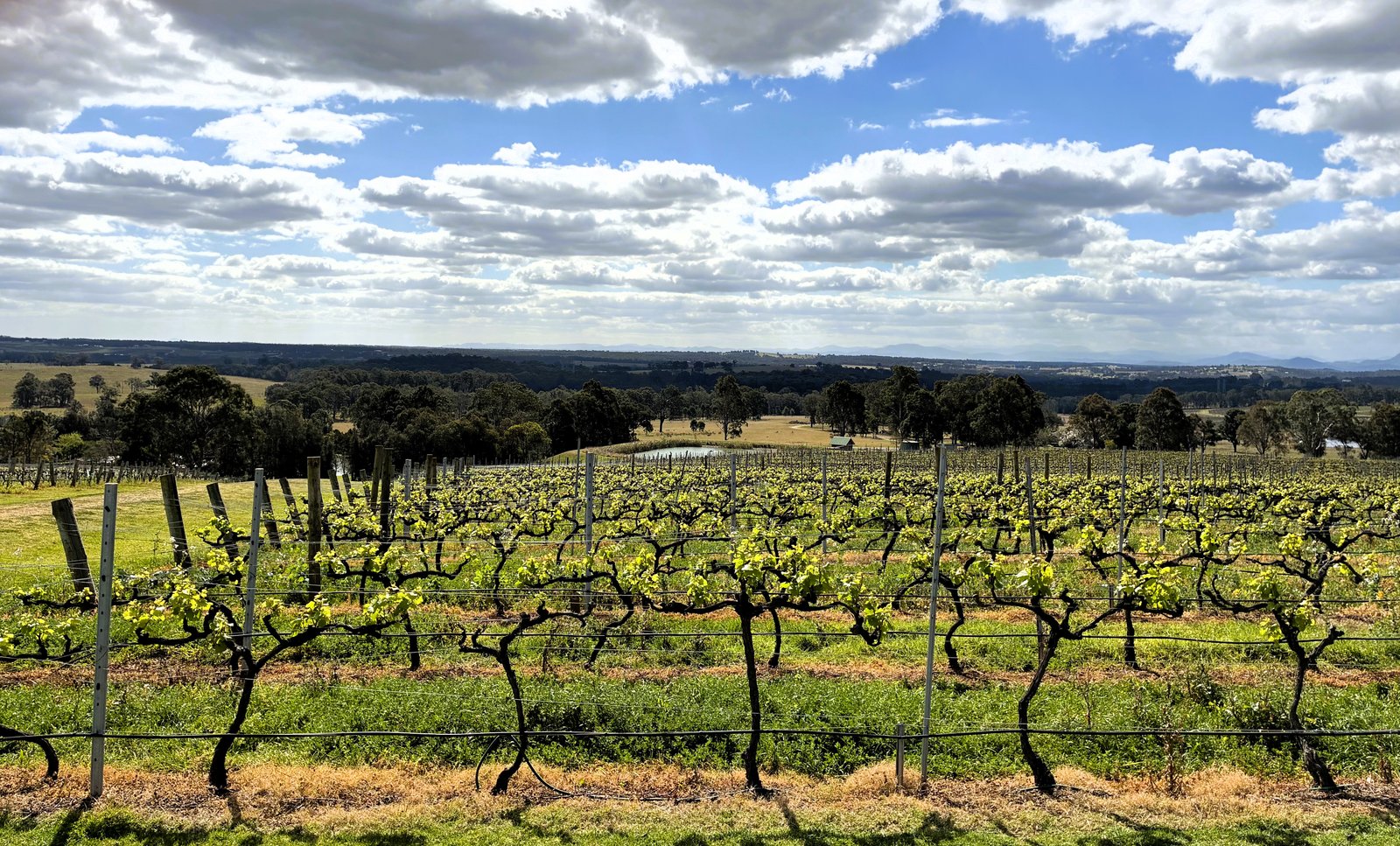 Classic Wine Tour vineyard rows