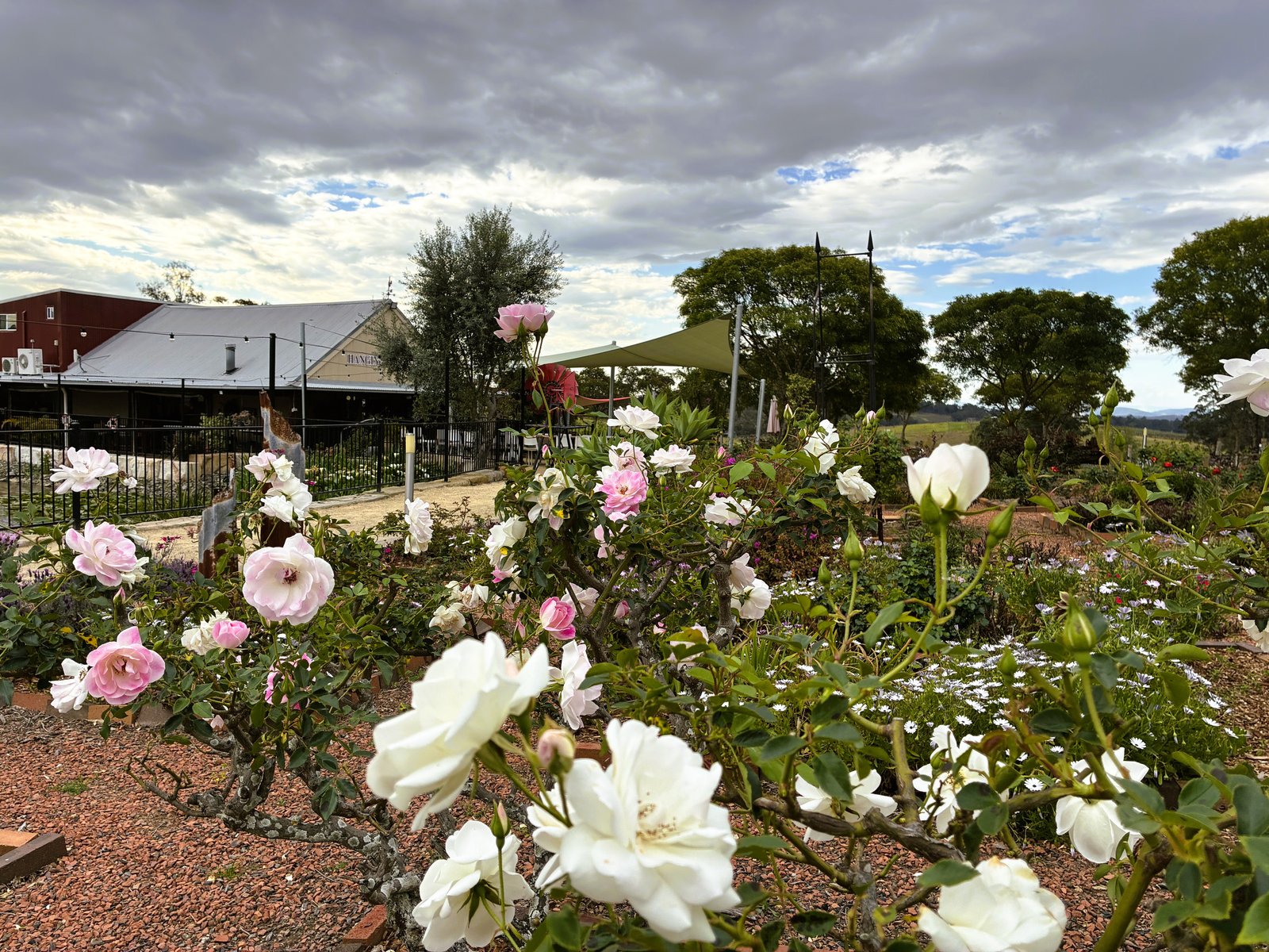 Rose garden at a Hunter Valley cellar door
